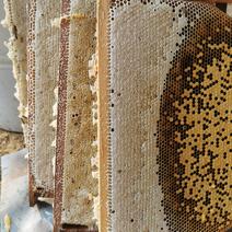 野百花冬蜜百花峰蜜冬蜜农家蜂蜜天然野蜂蜜蜂伙辽源，源于纯真！