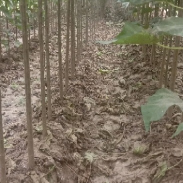 秋树，又极具有观赏价值，