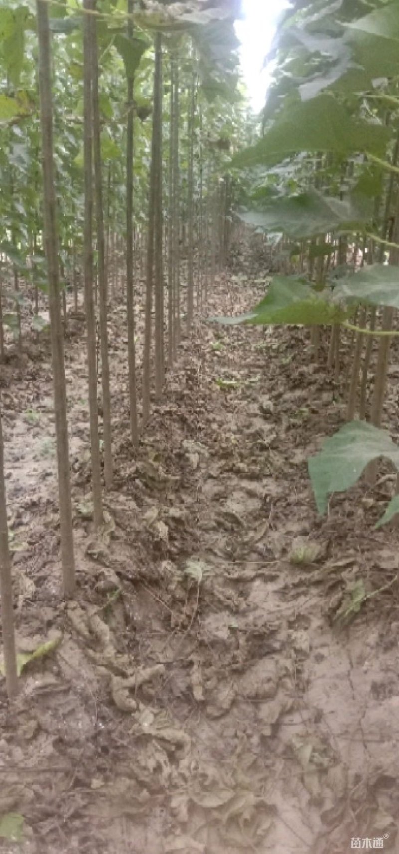 秋树，又极具有观赏价值，