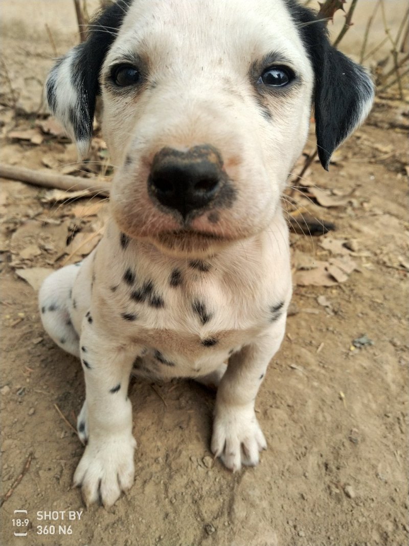 斑点狗出售，又名大麦盯犬！性格温顺！短毛！