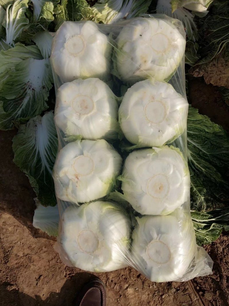 青杂三号青杂三号白菜黄心白菜大白菜产地一手货源
