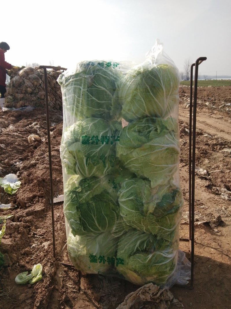 青杂三号青杂三号白菜黄心白菜大白菜产地一手货源