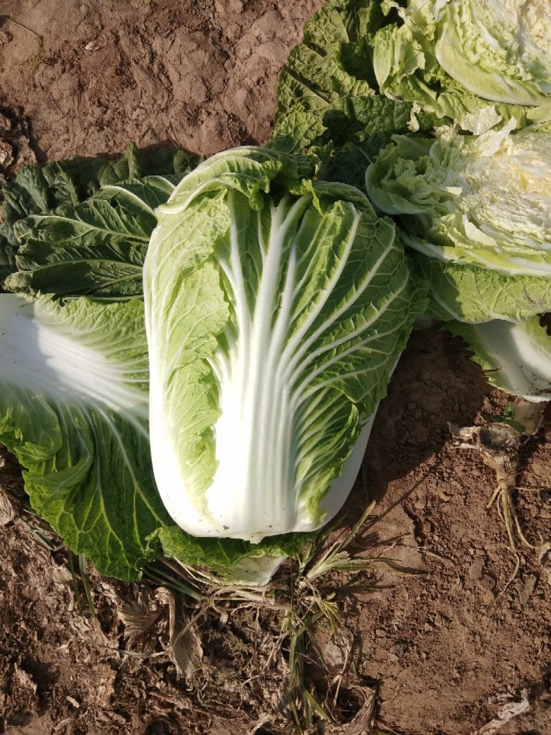 青杂三号青杂三号白菜黄心白菜大白菜产地一手货源