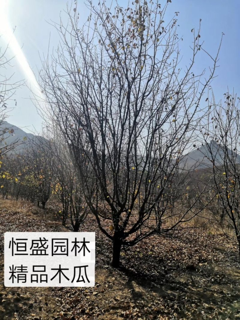 木瓜海棠木瓜树产地量大