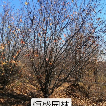 木瓜海棠木瓜树产地量大