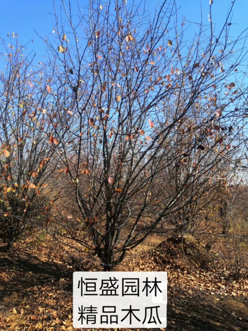 木瓜海棠木瓜树产地量大