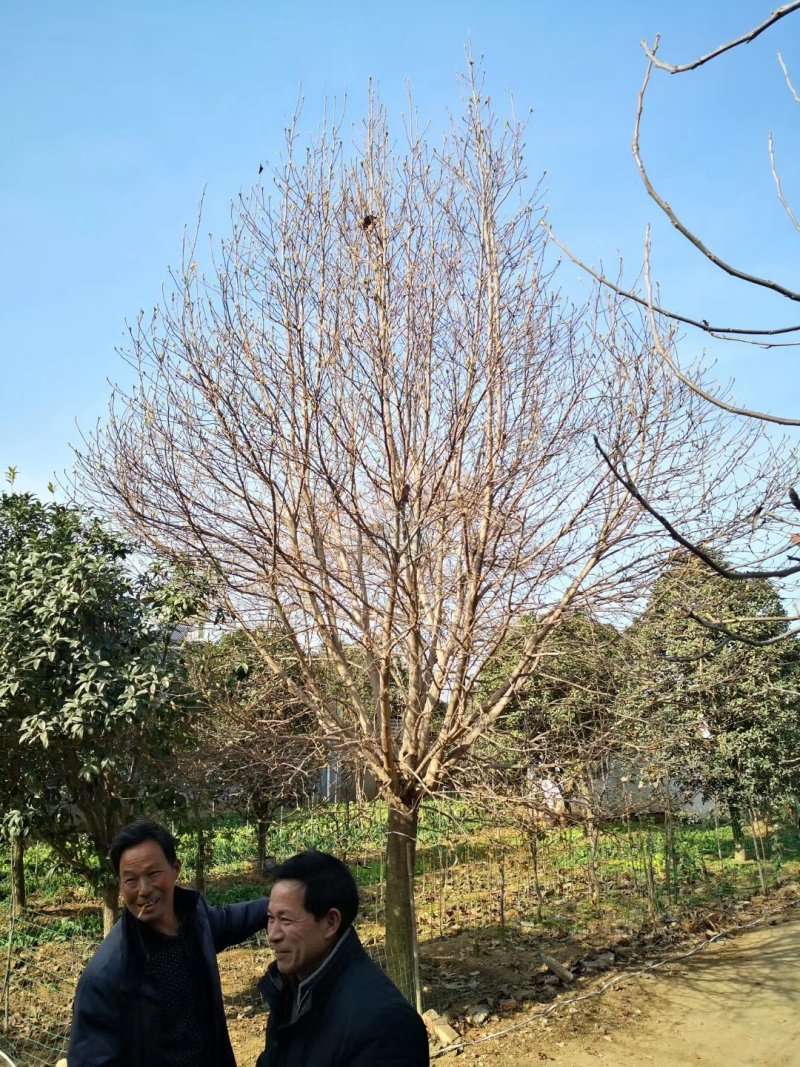 紫玉兰黄玉兰一级树