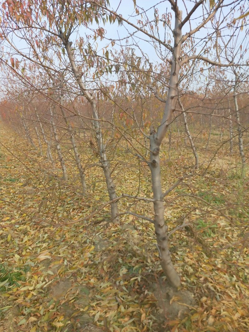 毛桃树占地桃树梨树占地果树桃树苗土球桃树