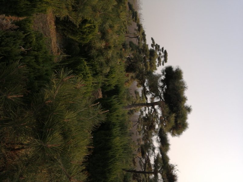 供应各种造型黑松可视频看货