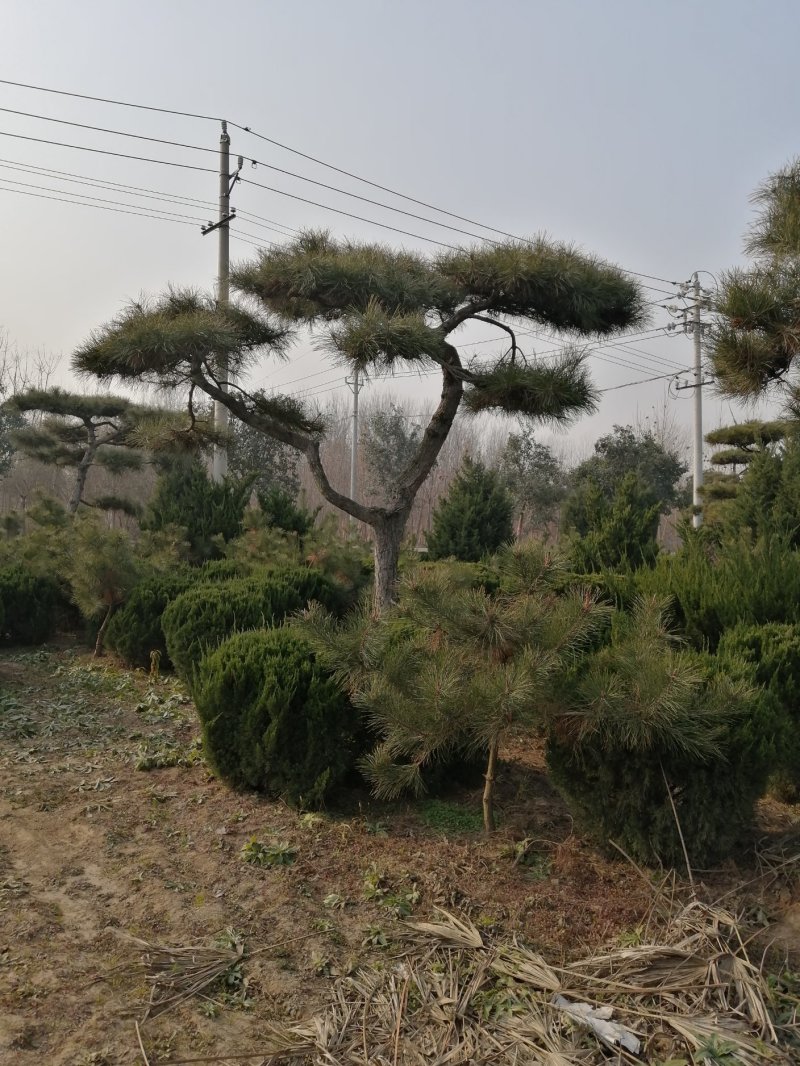 供应各种造型黑松可视频看货
