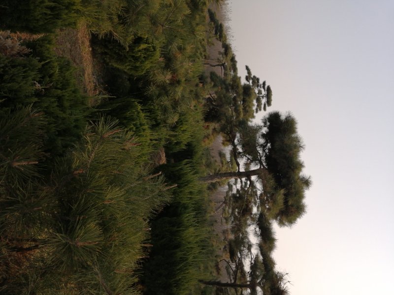 供应各种造型黑松可视频看货