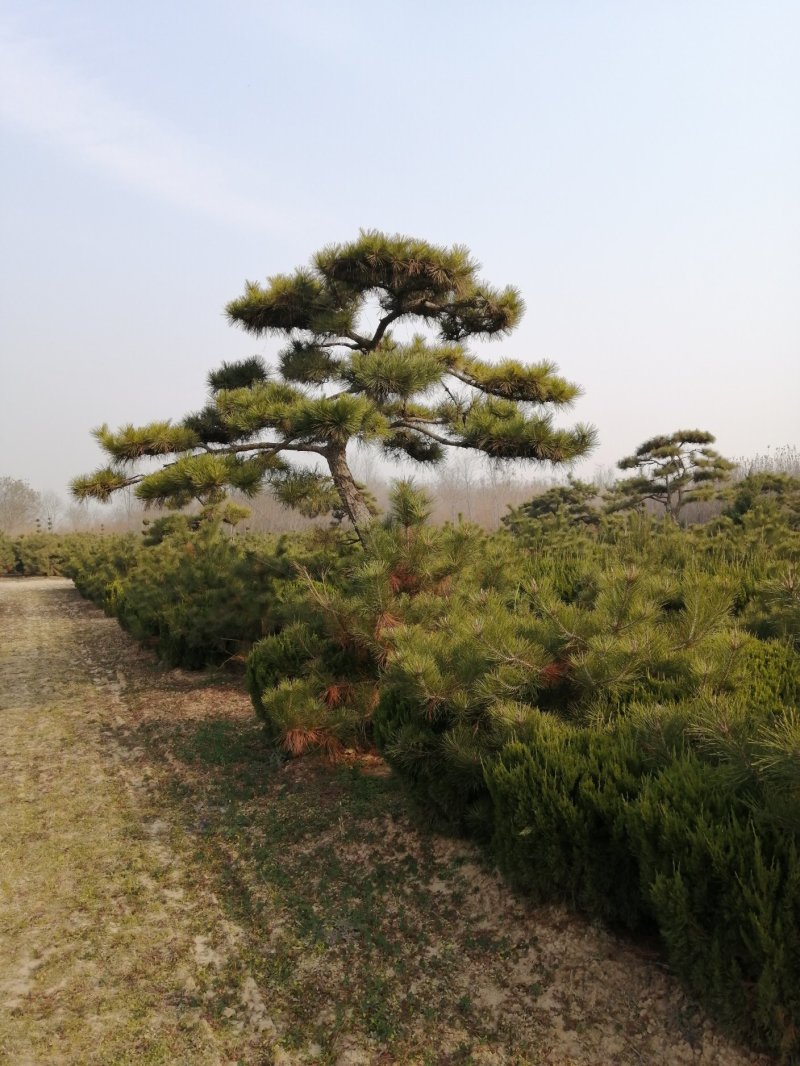 供应各种造型黑松可视频看货