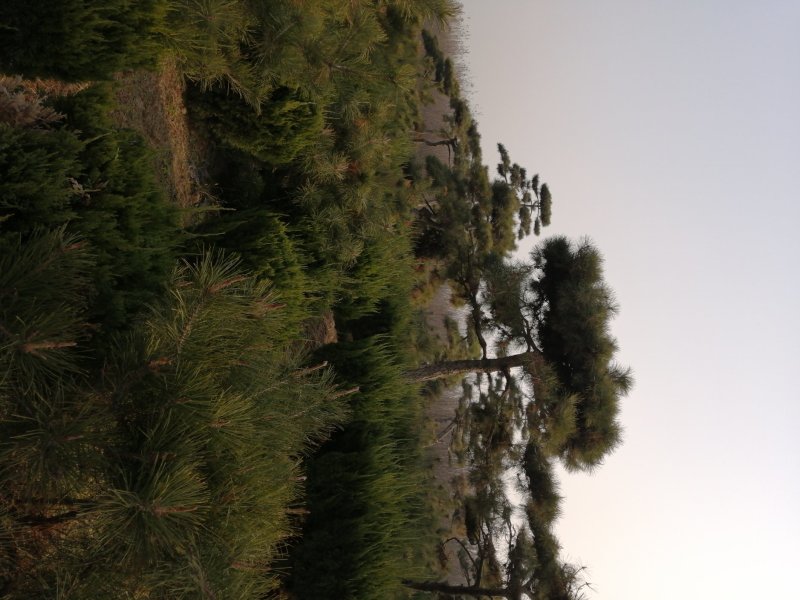 供应各种造型黑松可视频看货
