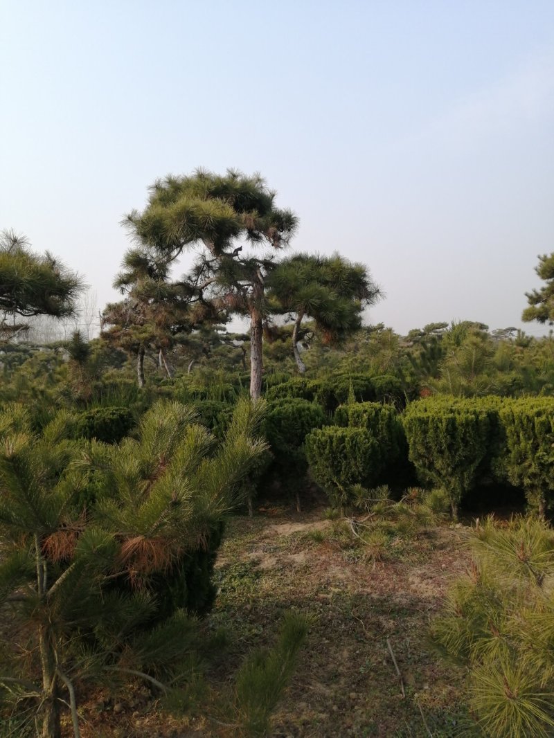 供应各种造型黑松可视频看货