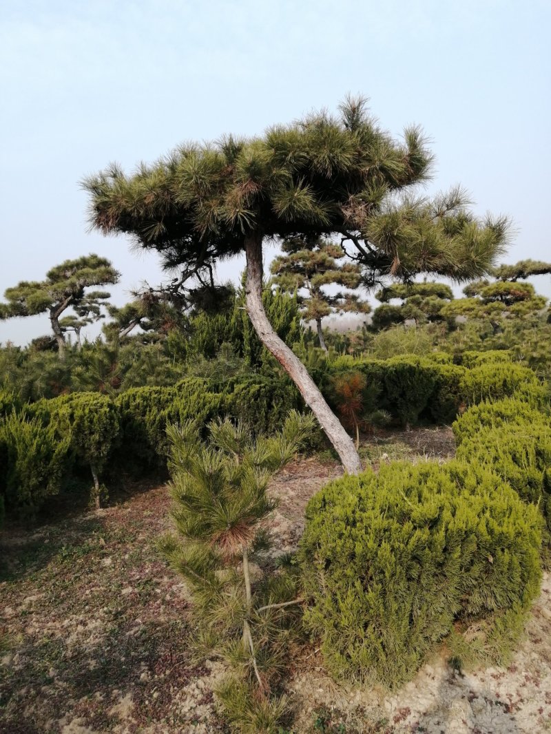 供应各种造型黑松可视频看货