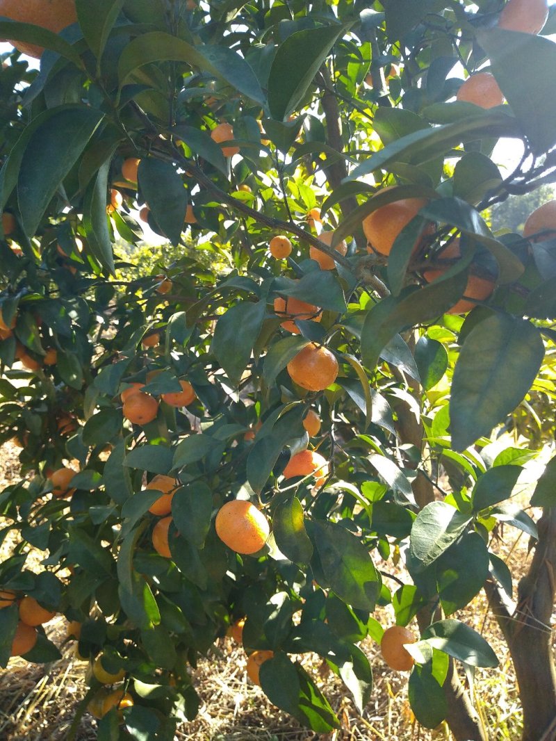 广东省粤北山区沙糖桔清甜多汁无籽化渣纯绿色食品！