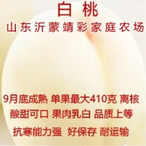 白桃苗嫁接品种白桃树苗南北方种植品种桃树苗果树苗