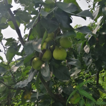 苹果梨树出售