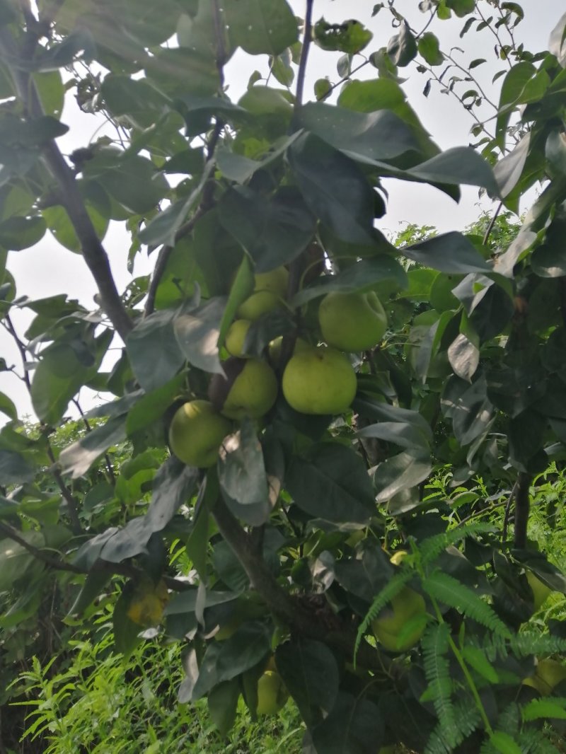 苹果梨树出售