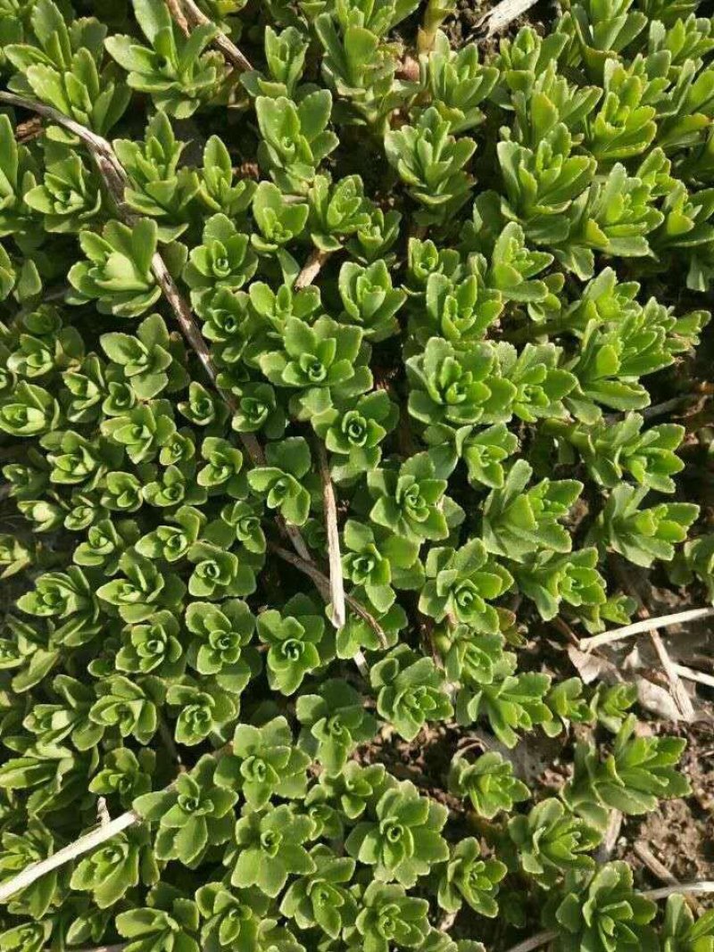 优质菜养心菜种苗救心菜种苗基地批发价格救心菜种苗