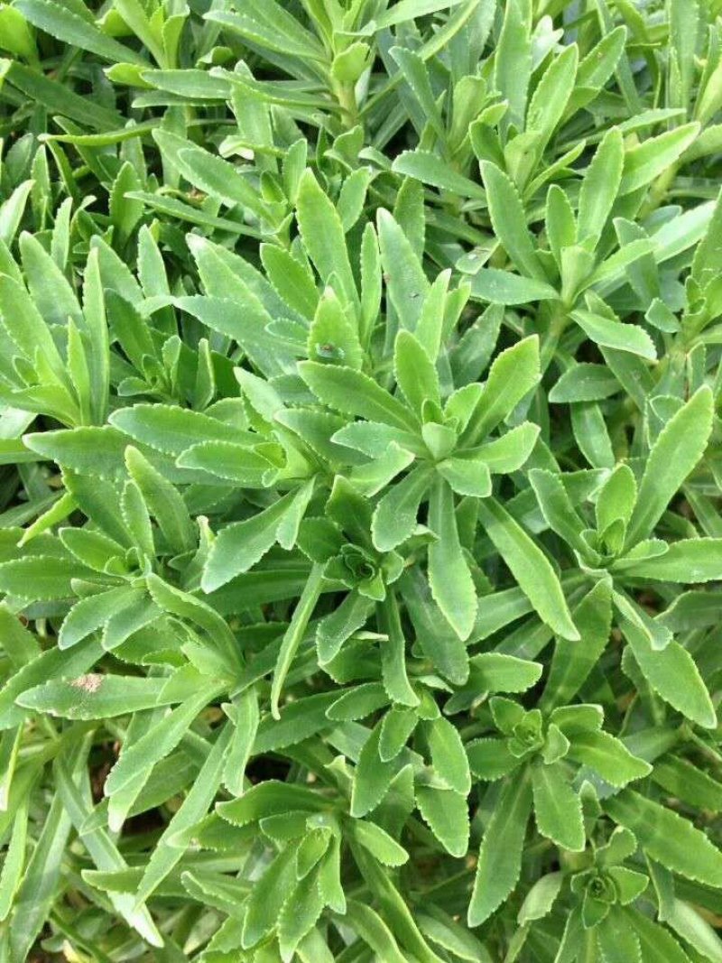 优质菜养心菜种苗救心菜种苗基地批发价格救心菜种苗