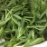 优质菜养心菜种苗救心菜种苗基地批发价格救心菜种苗
