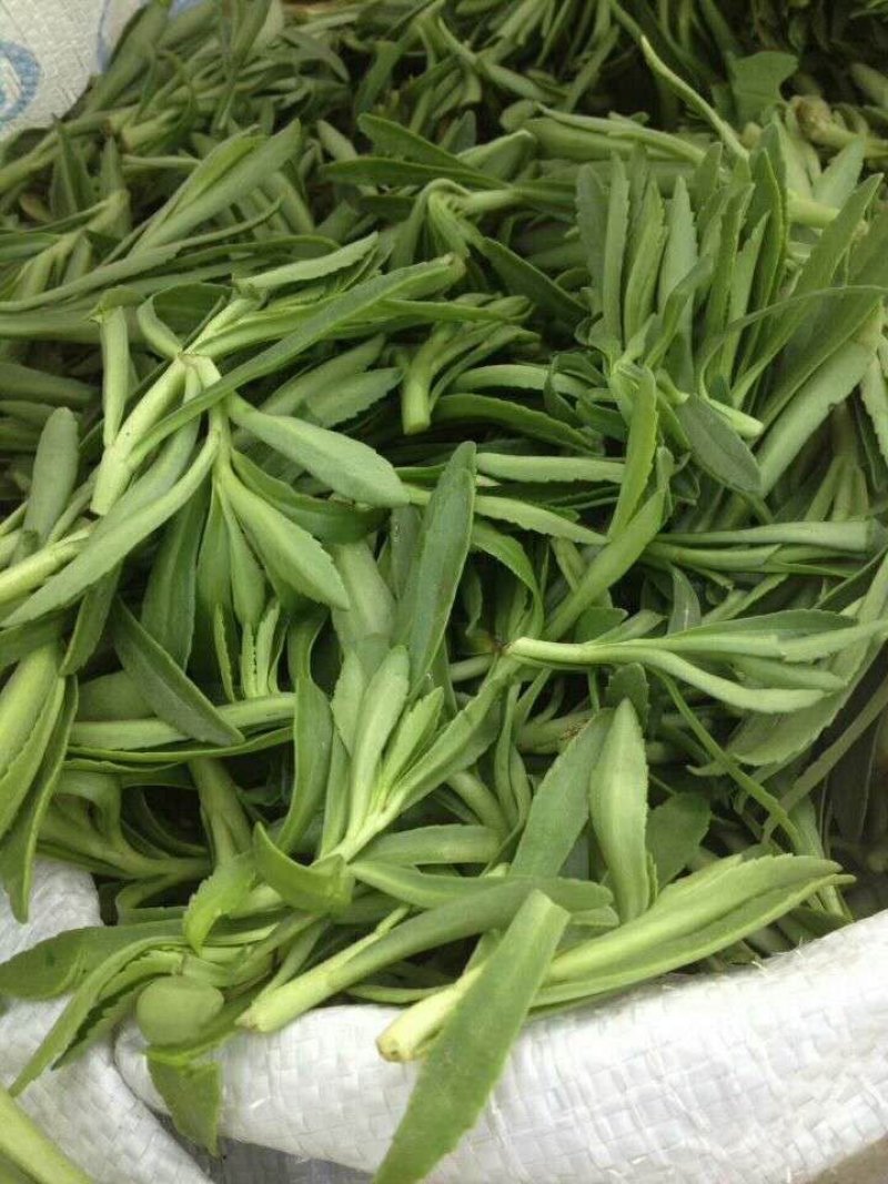 优质菜养心菜种苗救心菜种苗基地批发价格救心菜种苗