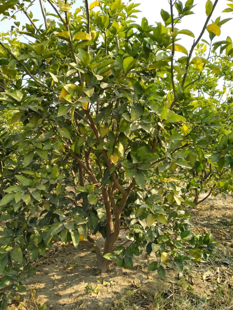 商洲枳壳挂果大树，原产地品种，可视频看货免费提供技术