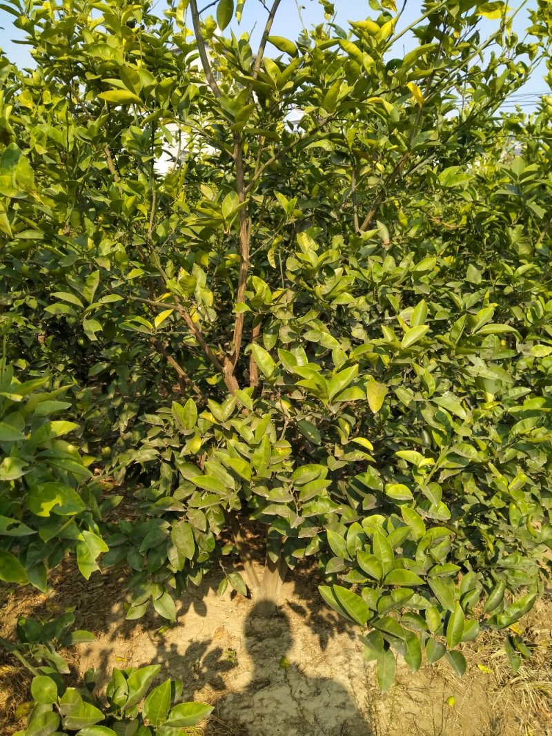 商洲枳壳挂果大树，原产地品种，可视频看货免费提供技术