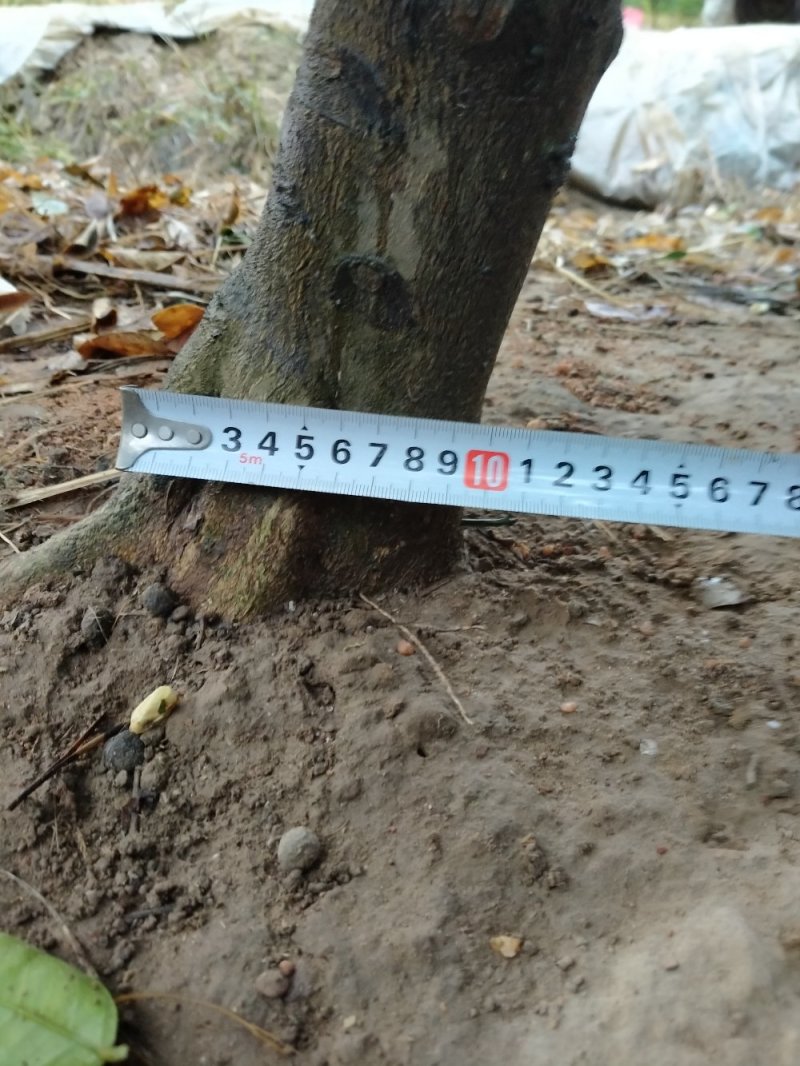 商洲枳壳挂果大树，原产地品种，可视频看货免费提供技术