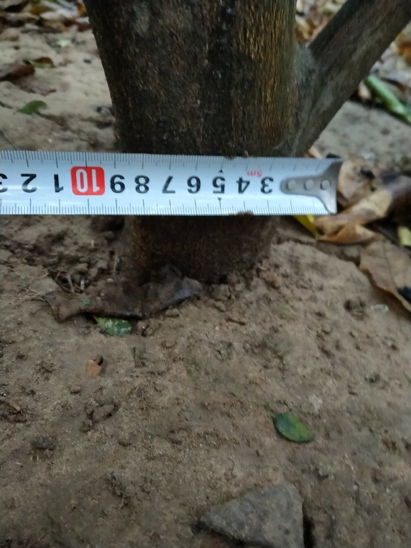 商洲枳壳挂果大树，原产地品种，可视频看货免费提供技术