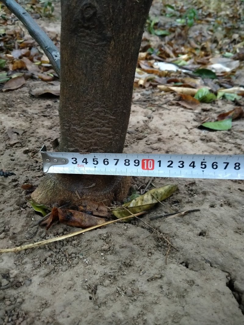 商洲枳壳挂果大树，原产地品种，可视频看货免费提供技术