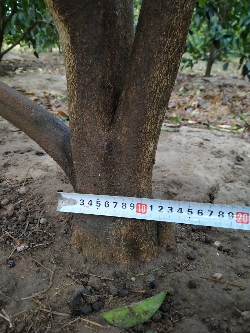 商洲枳壳挂果大树，原产地品种，可视频看货免费提供技术