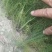 绿芦笋苗一年苗二年苗芦笋基地批发抗病产量高包成活包邮