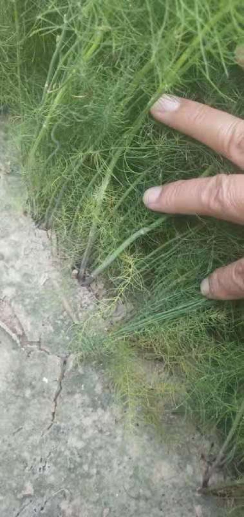 绿芦笋苗一年苗二年苗芦笋基地批发抗病产量高包成活包邮