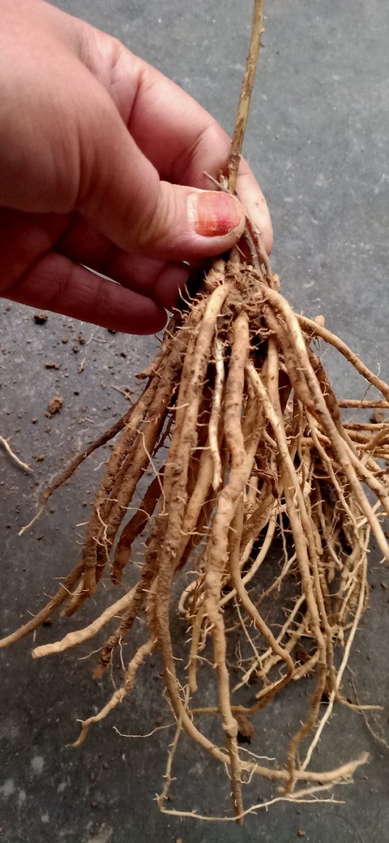 绿芦笋苗一年苗二年苗芦笋基地批发抗病产量高包成活包邮