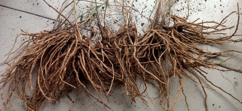 绿芦笋苗一年苗二年苗芦笋基地批发抗病产量高包成活包邮