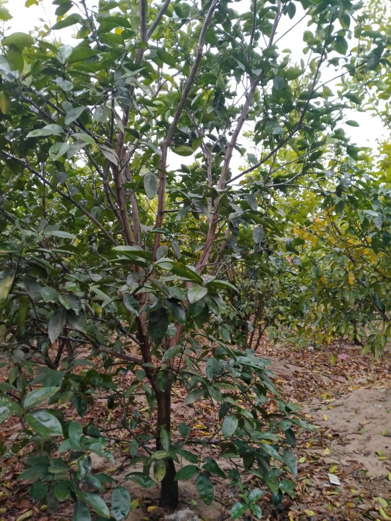 商洲枳壳挂果大树，原产地品种，可视频看货免费提供技术