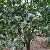 商洲枳壳挂果大树，原产地品种，可视频免费提供技术