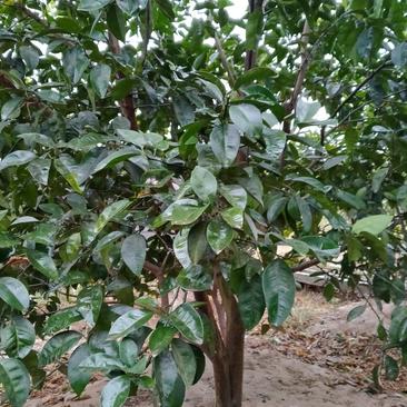 商洲枳壳挂果大树，原产地品种，可视频看货免费提供技术