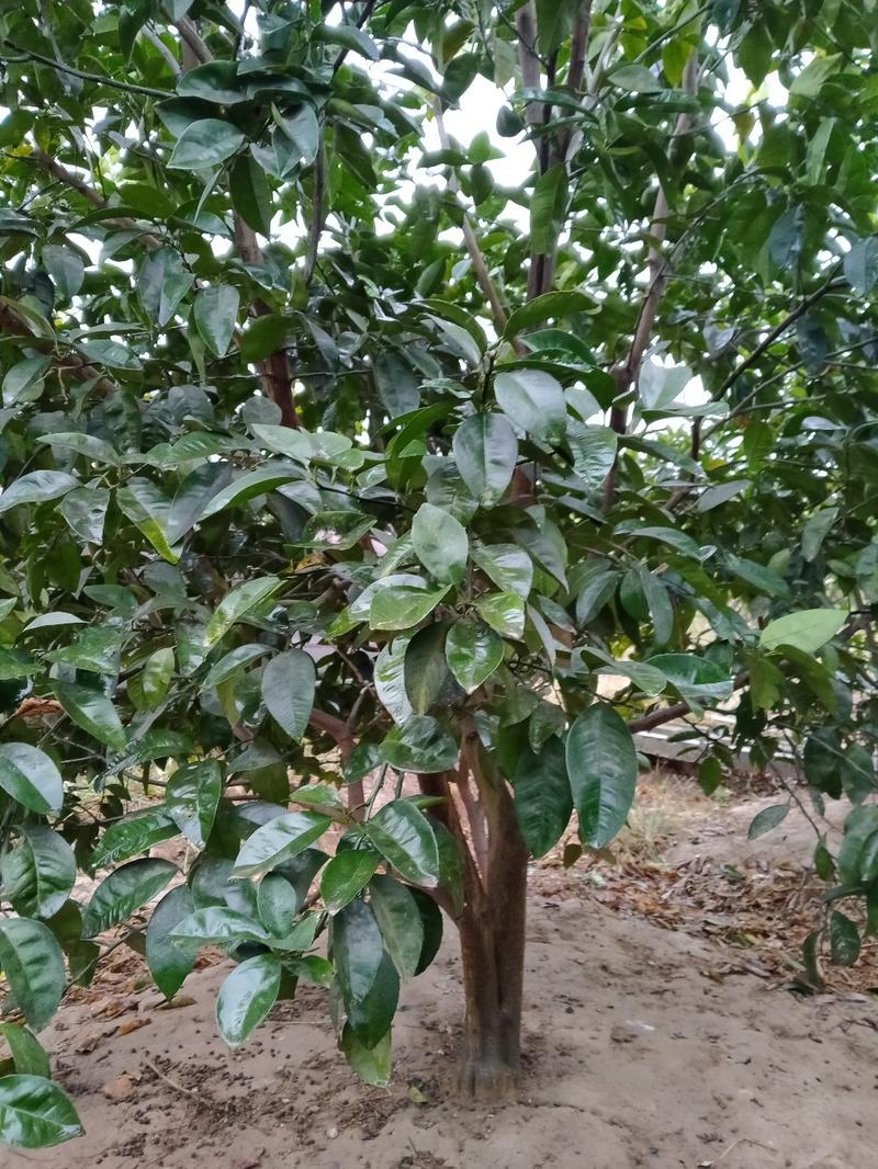 商洲枳壳挂果大树，原产地品种，可视频看货免费提供技术
