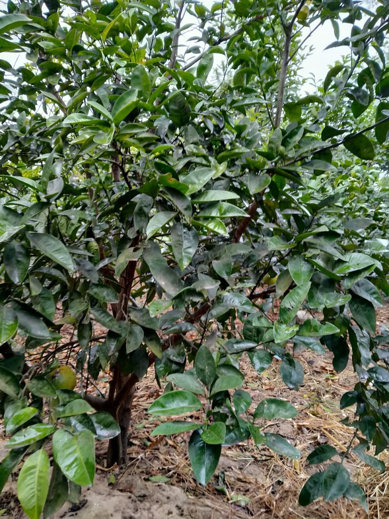 商洲枳壳挂果大树，原产地品种，可视频看货免费提供技术