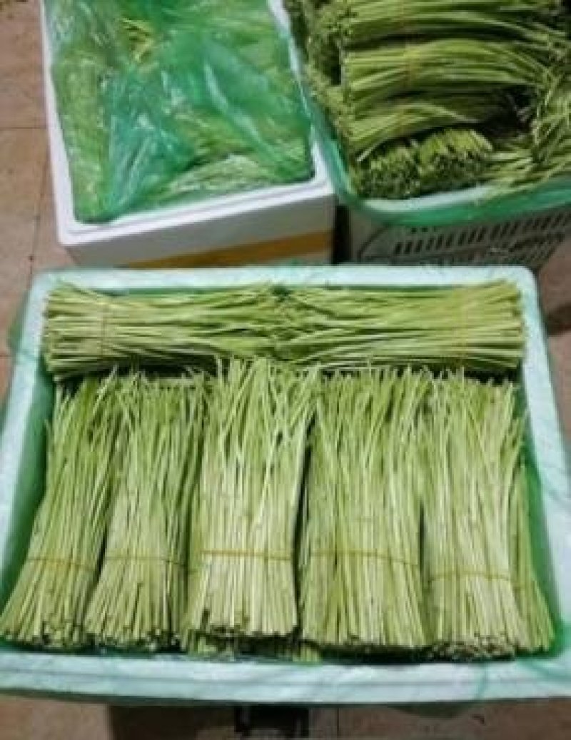 芦蒿