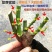 玫瑰花苗玫瑰老根多色大花浓香盆栽品种齐全