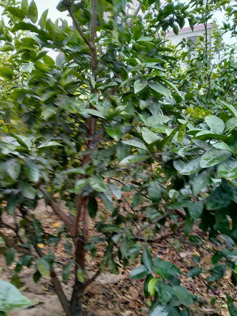 商洲枳壳挂果大树，原产地品种，可视频看货免费提供技术