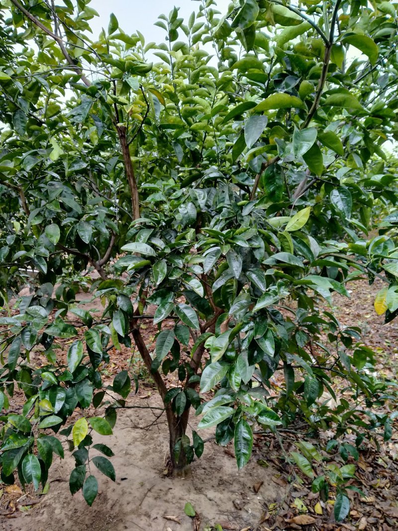 商洲枳壳挂果大树，原产地品种，可视频看货免费提供技术
