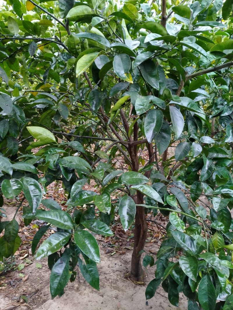 商洲枳壳挂果大树，原产地品种，可视频看货免费提供技术