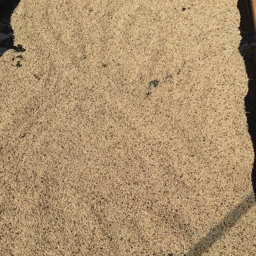 海南文昌文城高星农家红土白胡椒