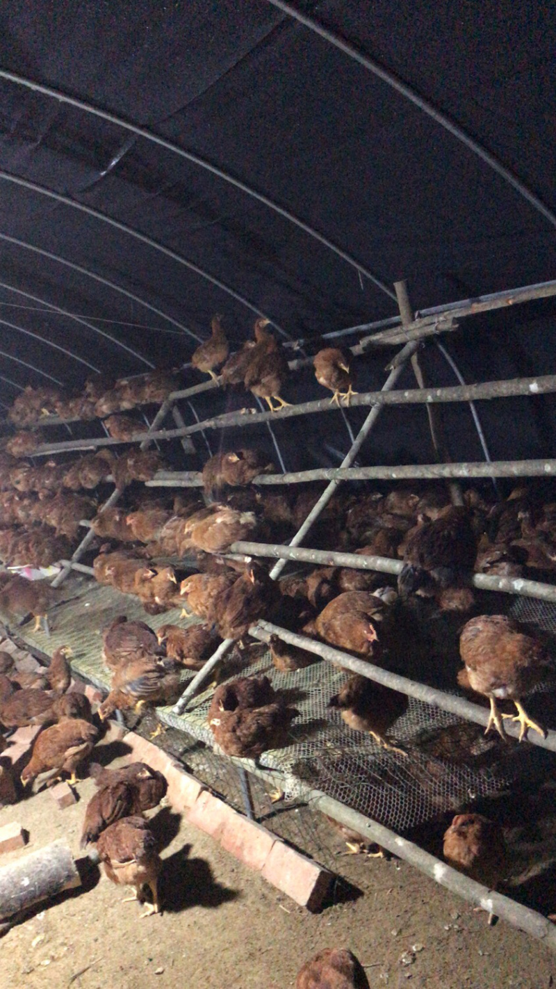 林下散养土鸡、走地鸡草鸡、肉质鲜美
