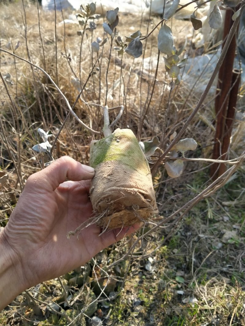 供应优质江西单叶蔓荆子营养杯苗裸根苗大量供应